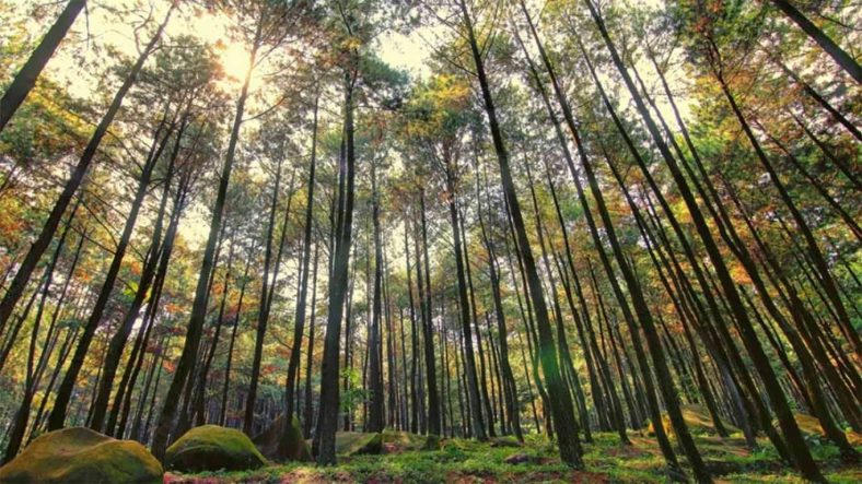 Hutan Pinus Sibolangit